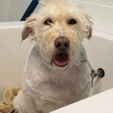white dog in tub